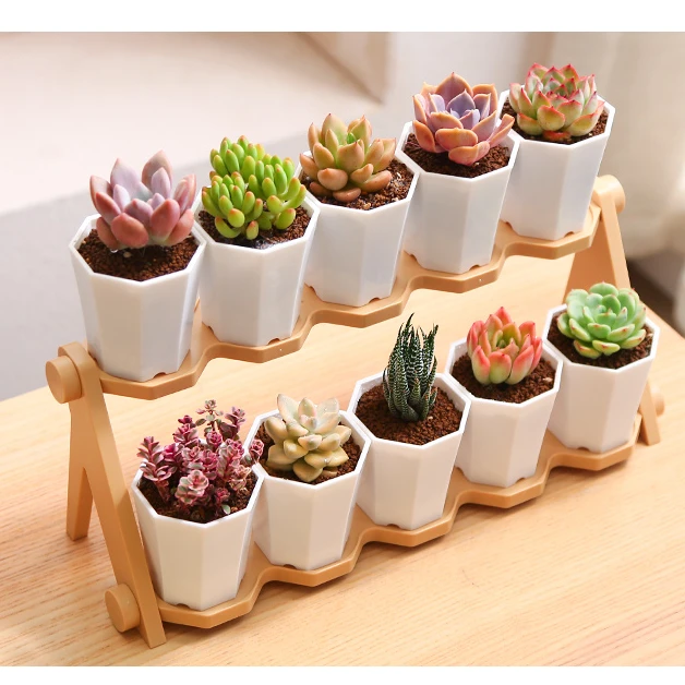 高端10颗多肉新八角双层植物套餐 新品【mumuhome直播专享】