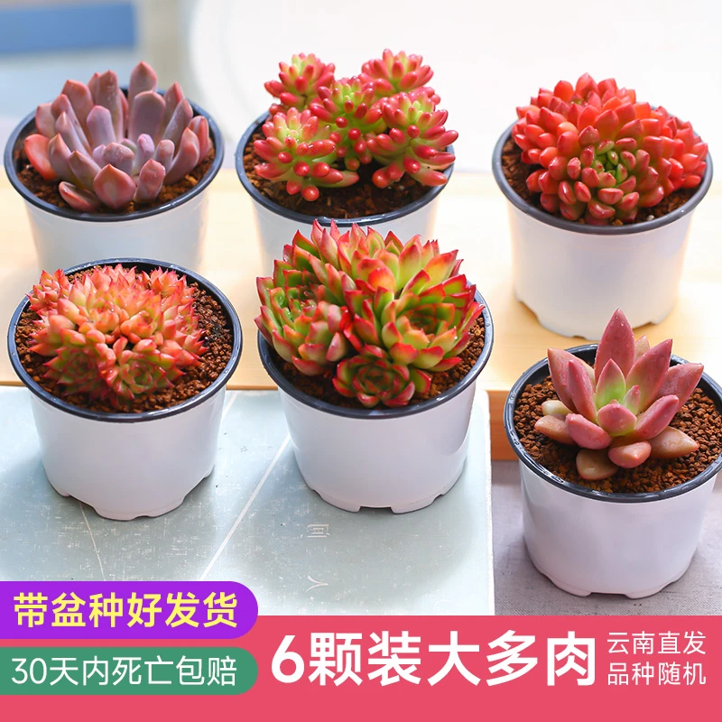 mumuhome6颗大尺寸多肉植物精品盆栽种好发货品种随机基地种植