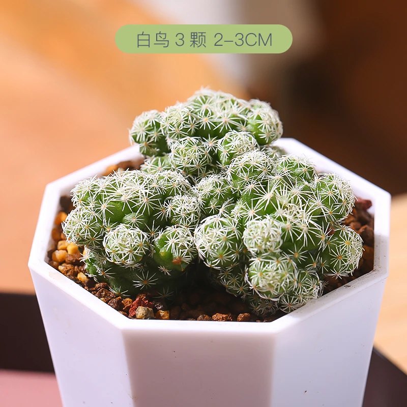 白鸟多肉植物阳台室内云南花卉绿植白鸟实物园艺盆栽养护不含花盆