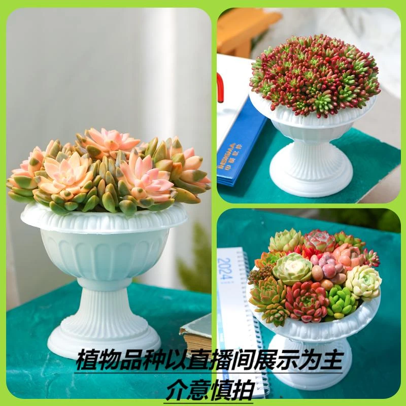 【mumuhome直播专享】罗马盆套餐拍2发3 欧式风 云南基地直发