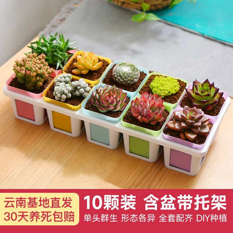 【达人】多肉植物精品花盆套餐十全十美多肉盆栽多肉花卉云南多肉