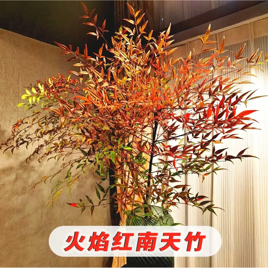 【买一送一】鲜切火焰南天竹四季红天竹耐寒盆景室内阳台盆栽水培