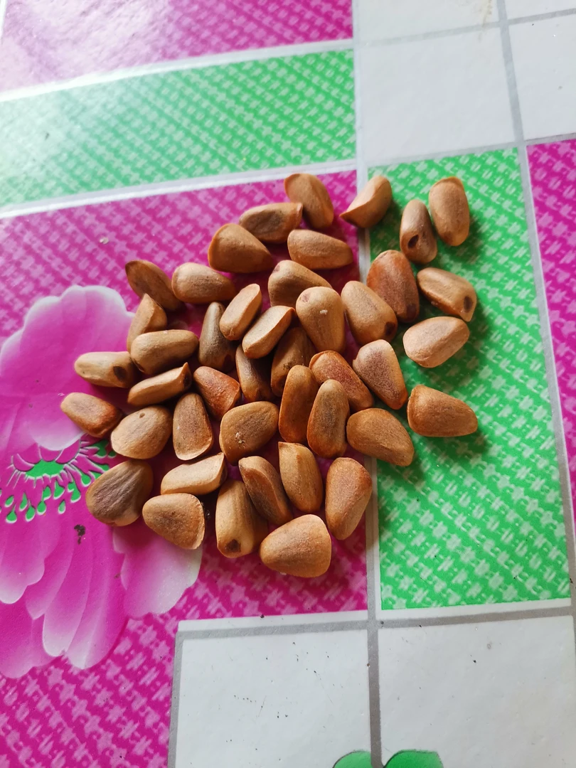 来自大山深处新鲜生松籽1000g