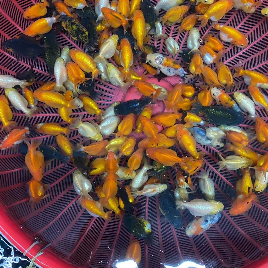 7兰寿玛丽金鱼淡水好养直播链接私拍不发（颜色品质以直播间为准）