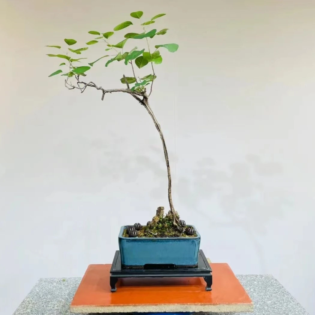 黄栌、黄荆盆景素材，直播间一物一拍，请勿私自下单