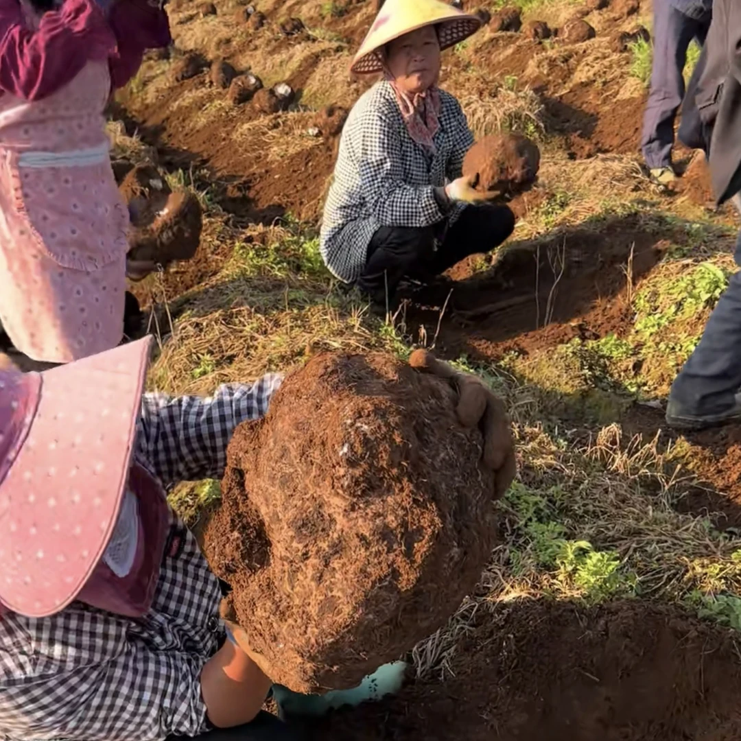 云南腾冲/新鲜茯苓/整个装