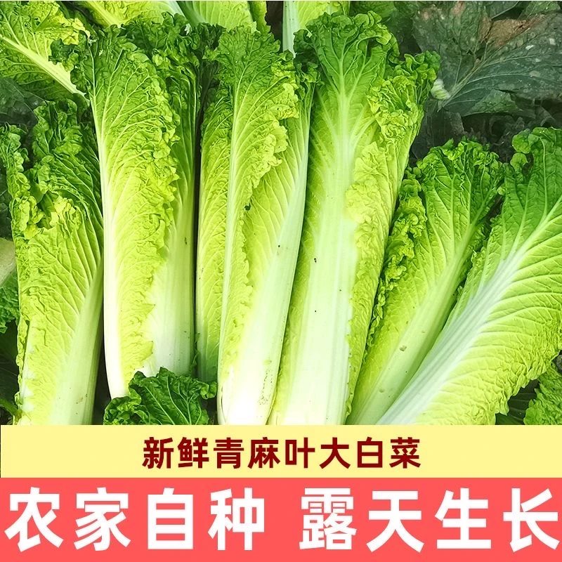 贵州农家自种食用新鲜蔬菜大白菜青口白菜叶子菜甜脆香菜5斤包邮