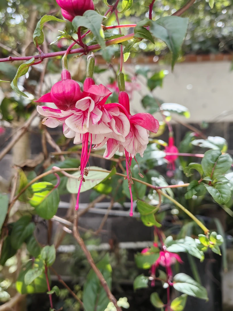 原始大山花草绿植