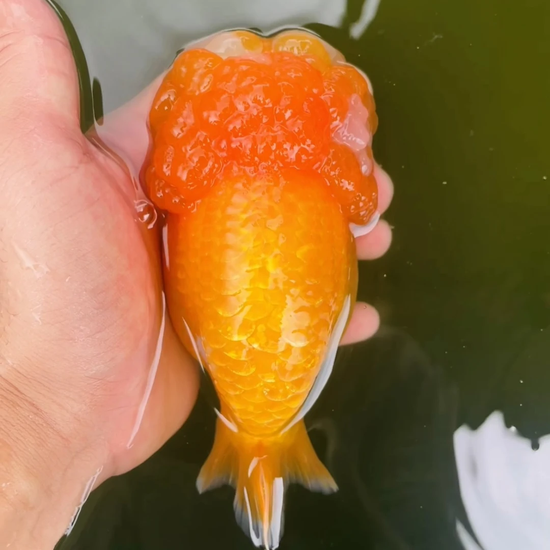 兰寿金鱼观赏鱼活体超萌泰狮冷水鱼包活包损