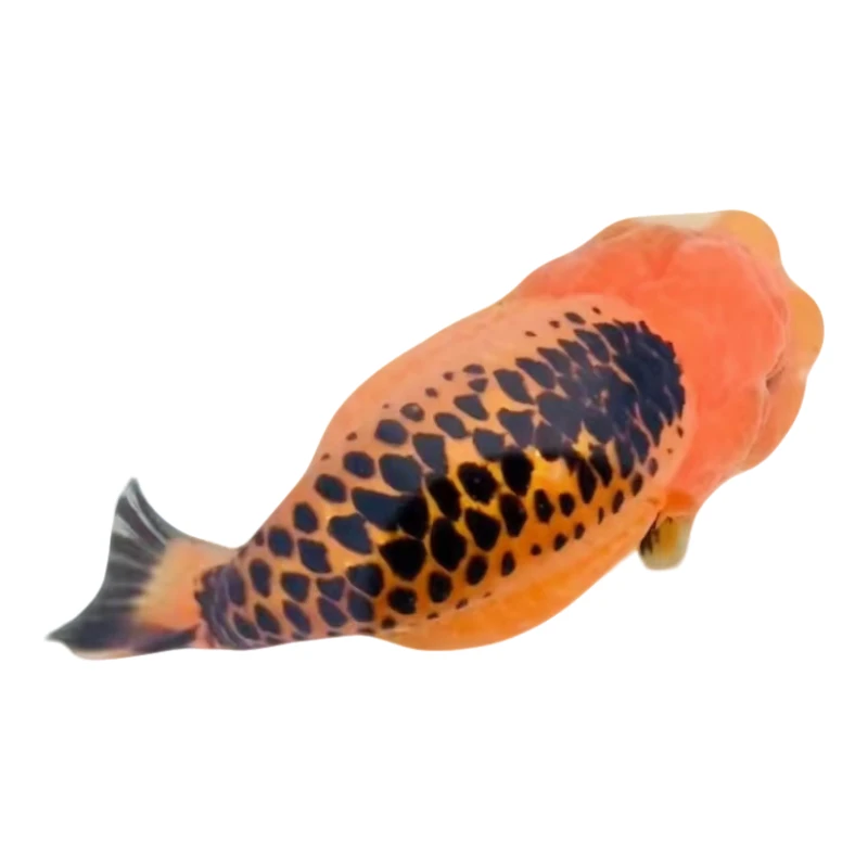 观赏鱼兰寿金鱼红白黑色淡水鱼冷水鱼易养