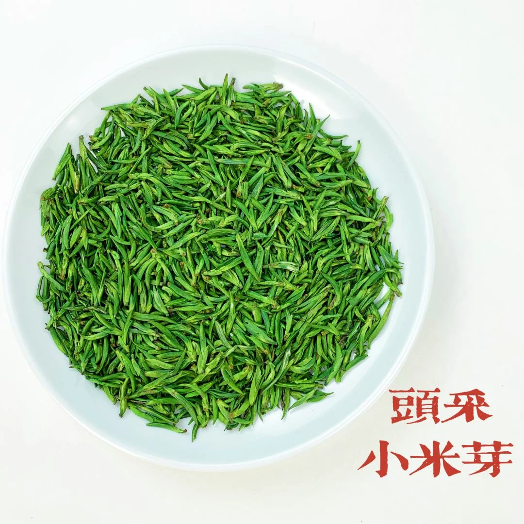 【新茶】2025年新茶头采小米芽 雀舌/头采 米芽鲜嫩清香栗香