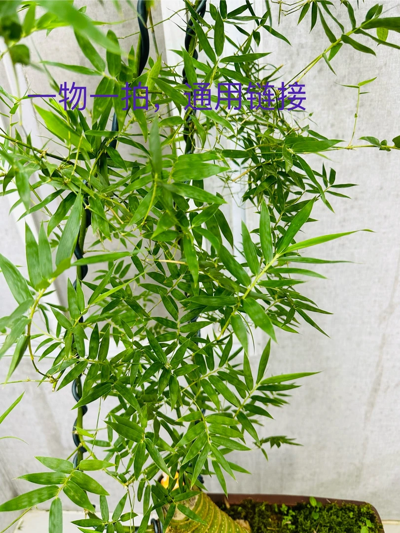小叶簕竹竹子意境盆景绿植-（通用链接）一物一拍与直播实物为准