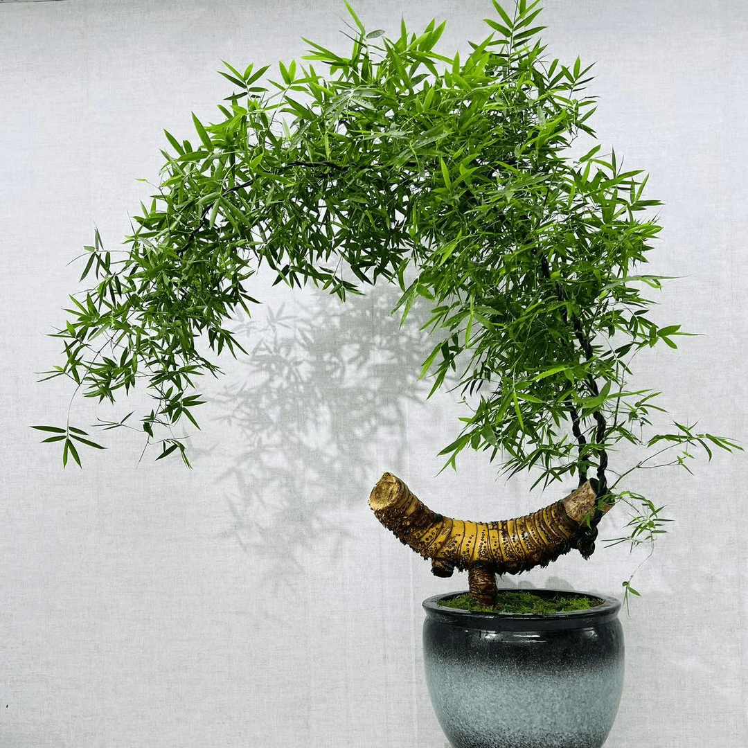 (江美)小叶簕竹观赏竹