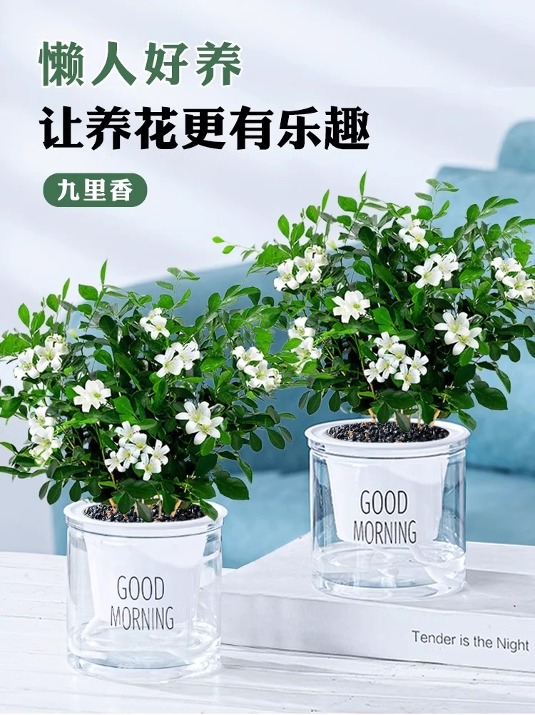九里香水培植物盆栽室内客厅花卉绿植阳台四季开花好养桌面花