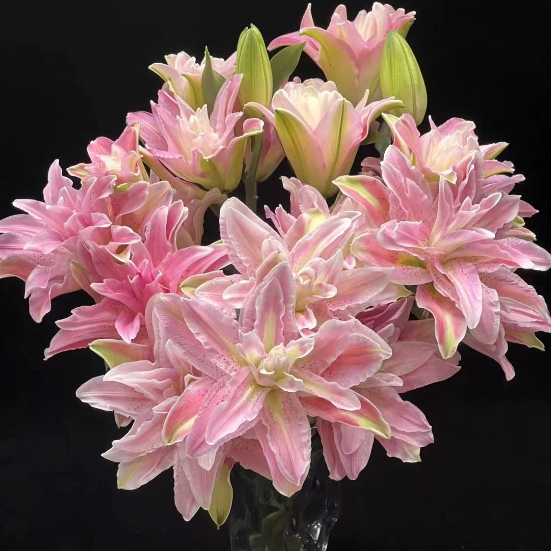 【基地直发】红蜜糖 重瓣百合  鲜花  家庭插花