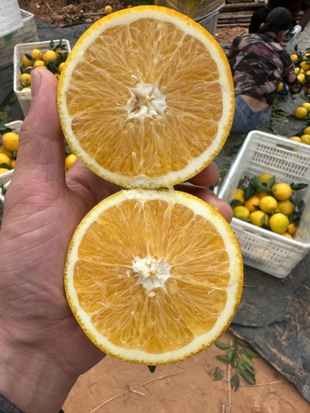 正宗信丰脐橙果园自家现采现发70～90精选脐橙10kg顺丰直达