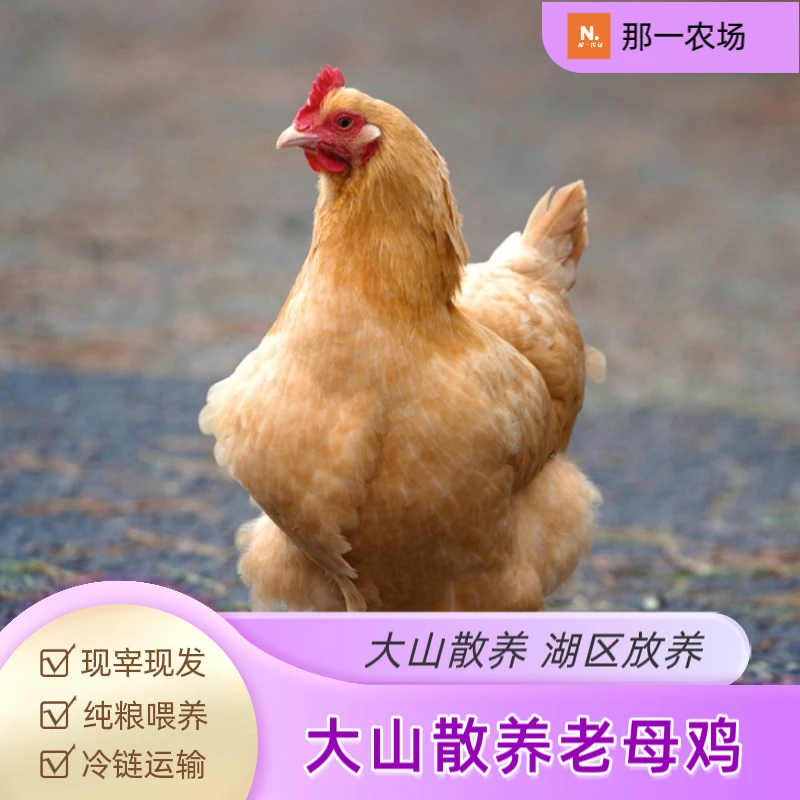 大山原生态绿色散养老母鸡 三年老母鸡 肉质紧实味道鲜美营养健康