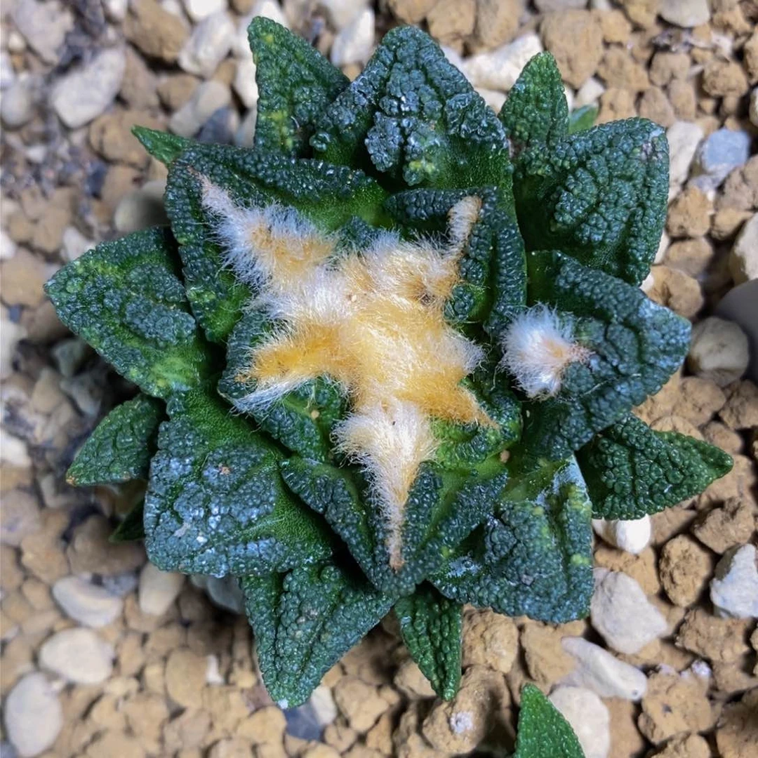 辛顿锦 实生仙人球