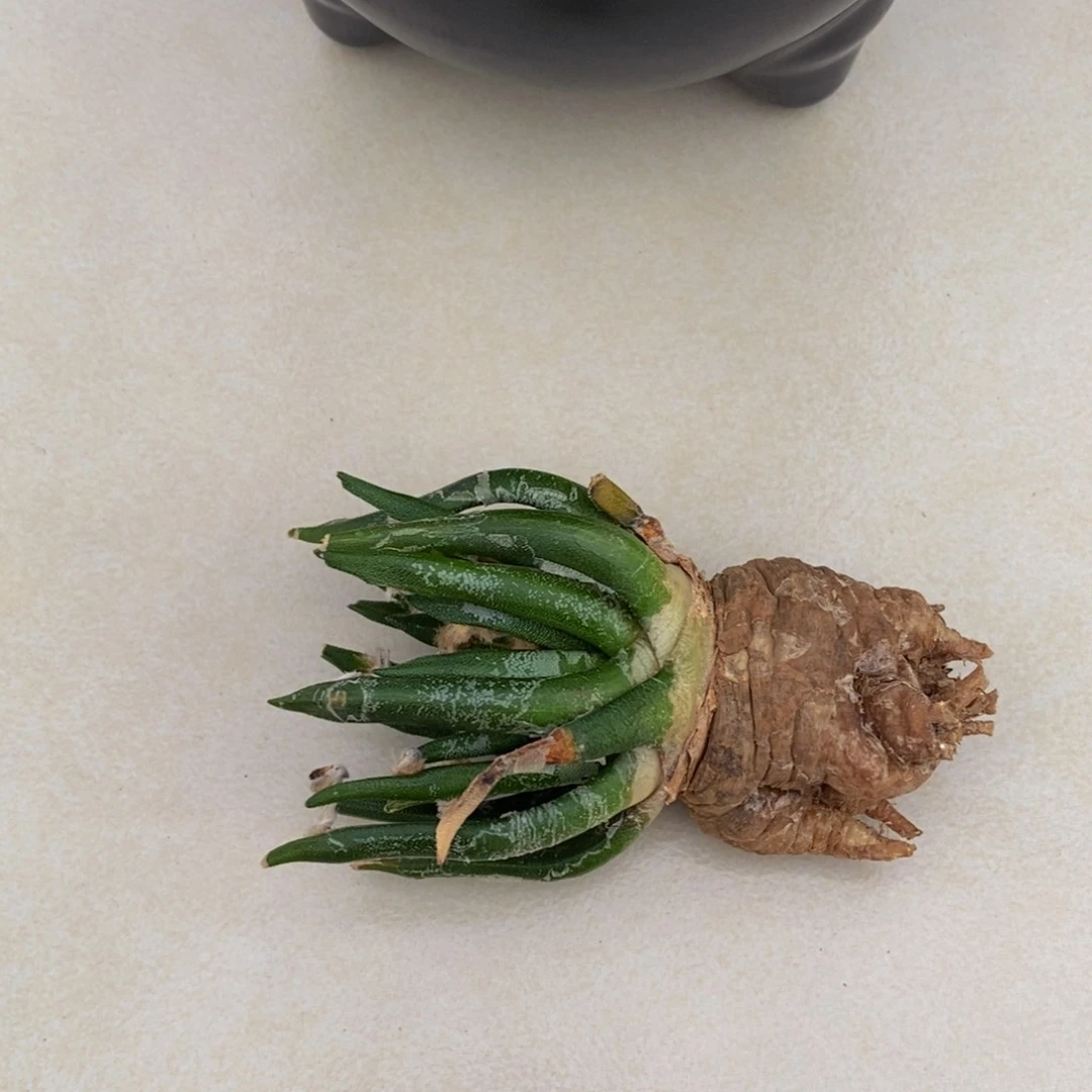 龙舌兰锦 海鲜两个