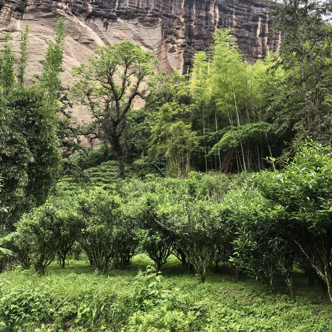 迎品岩茶改价链接777