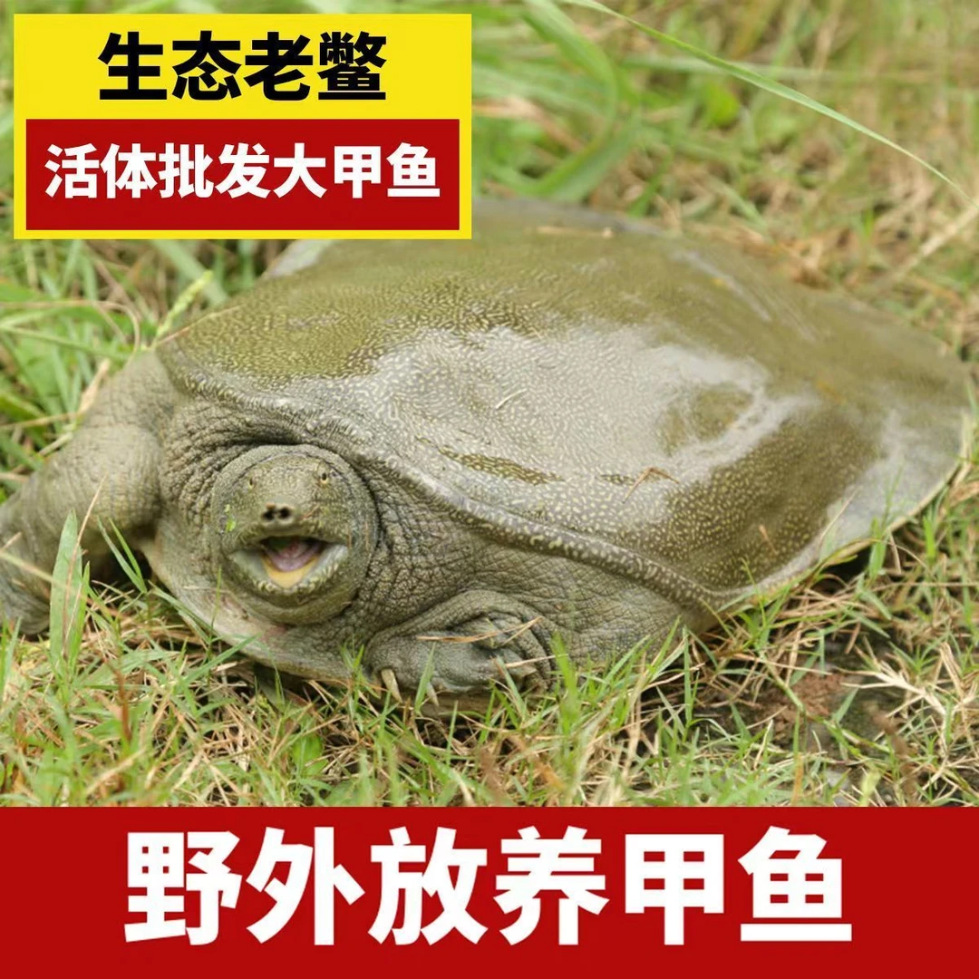 3只外塘大甲鱼 共5-6斤稻田鳖生态团鱼青背水鱼生猛包活到家A