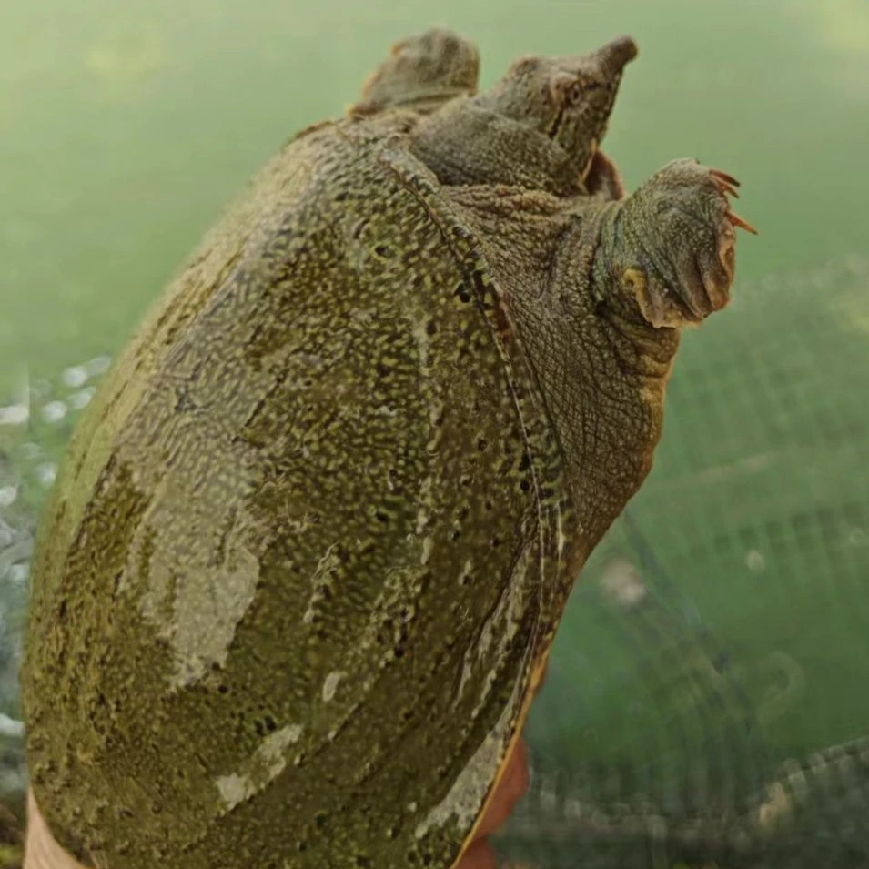 3只外塘大甲鱼 共5-4斤生猛鲜活外塘甲鱼中华鳖稻田水鱼包活到家