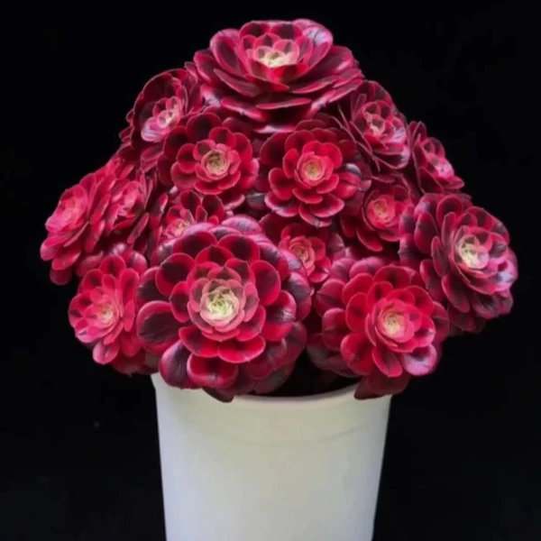 法师多肉直播一物一拍