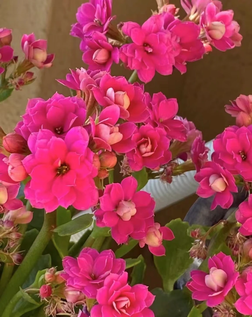 紫珍珠【直播展示为准，110盆】美观淡雅带花苞鲜花客厅长寿花