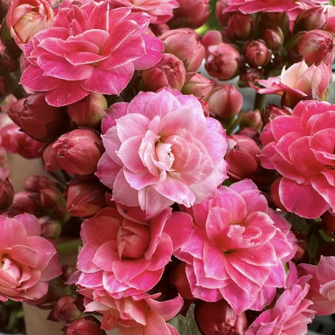 苹果花【直播展示为准，110盆】美观淡雅带花苞鲜花客厅发货长寿花