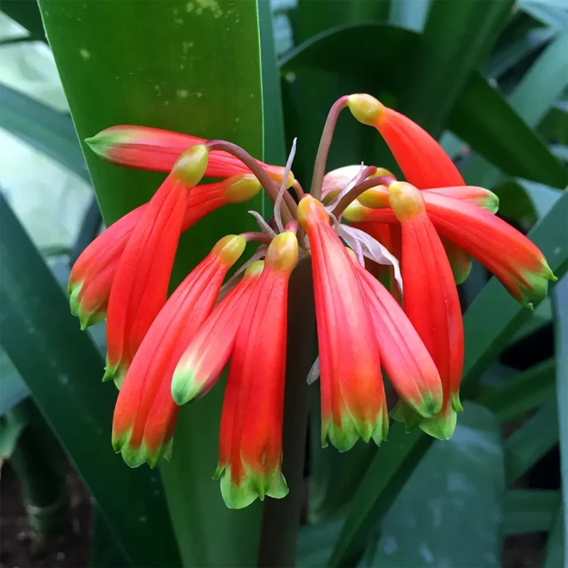 【垂笑 君子兰 一物一拍】联系客服 高档兰花盆栽 室内四季常青花卉