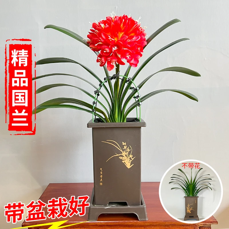 【国兰 10-12叶君子兰 带盆种好】高档兰花盆栽 室内花卉 四季常青