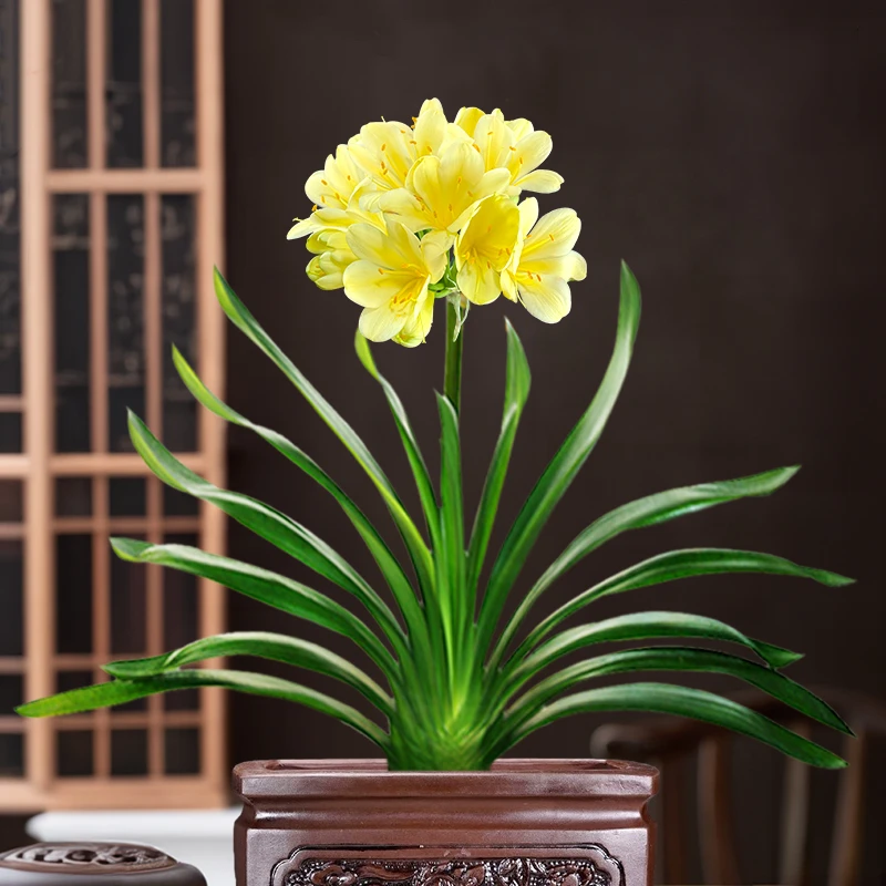 【黄花 君子兰 一物一拍】联系客服 高档兰花盆栽 室内四季常青花卉