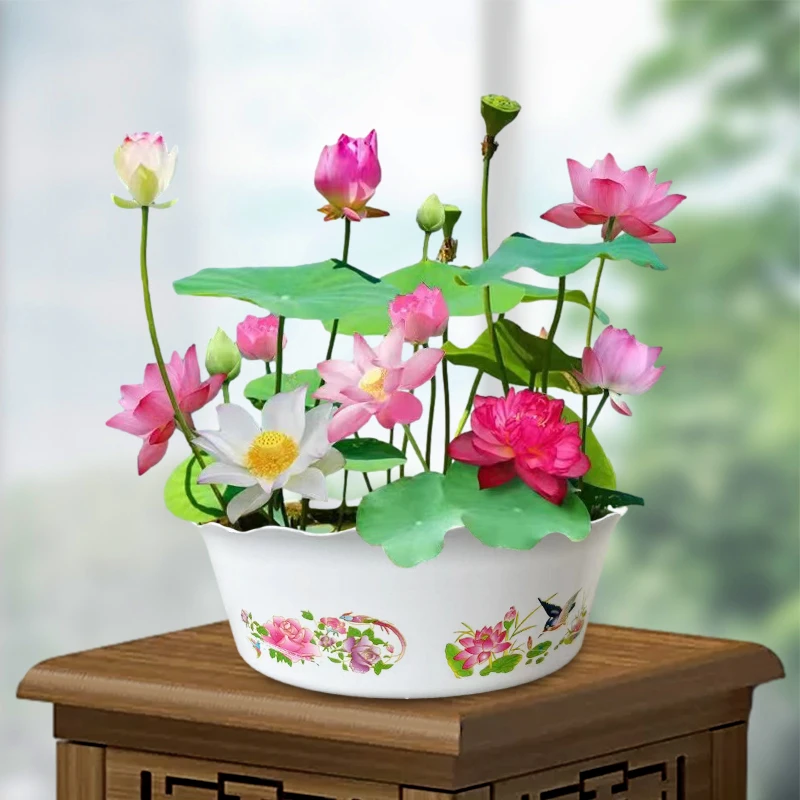 【水培盆栽荷花】无土水培花卉睡莲盆栽种子水养生碗莲花夏季开花
