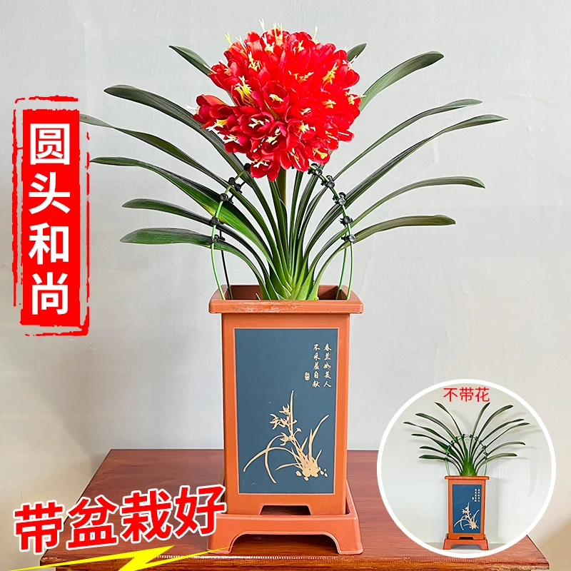 【圆头 10-12叶君子兰 带盆种好】兰花盆栽 室内高档花卉 四季常青