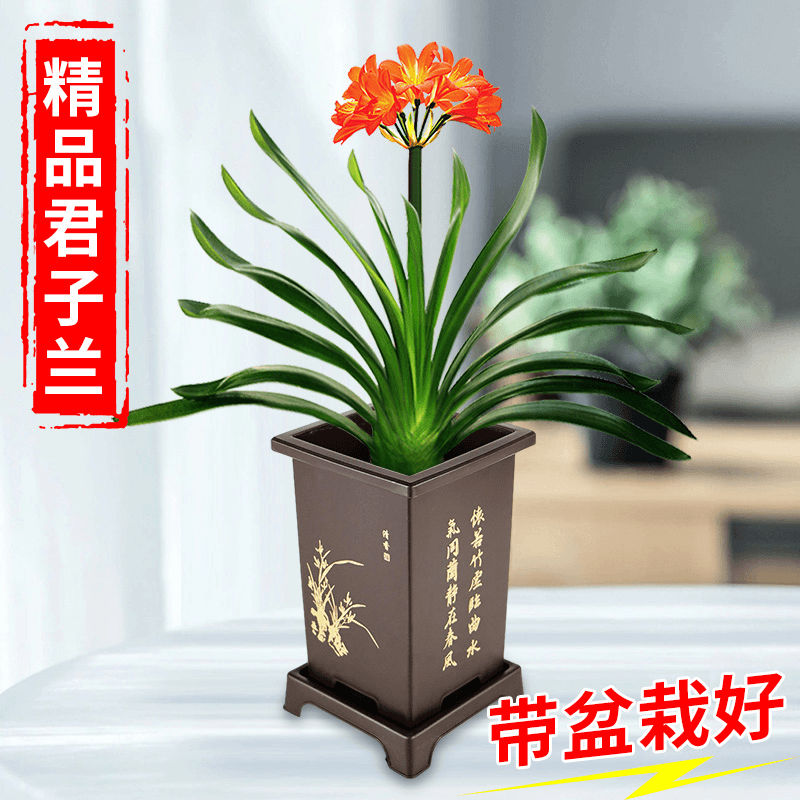 【国兰 带盆带土】精品君子兰盆栽兰花 高档室内花卉 四季常青