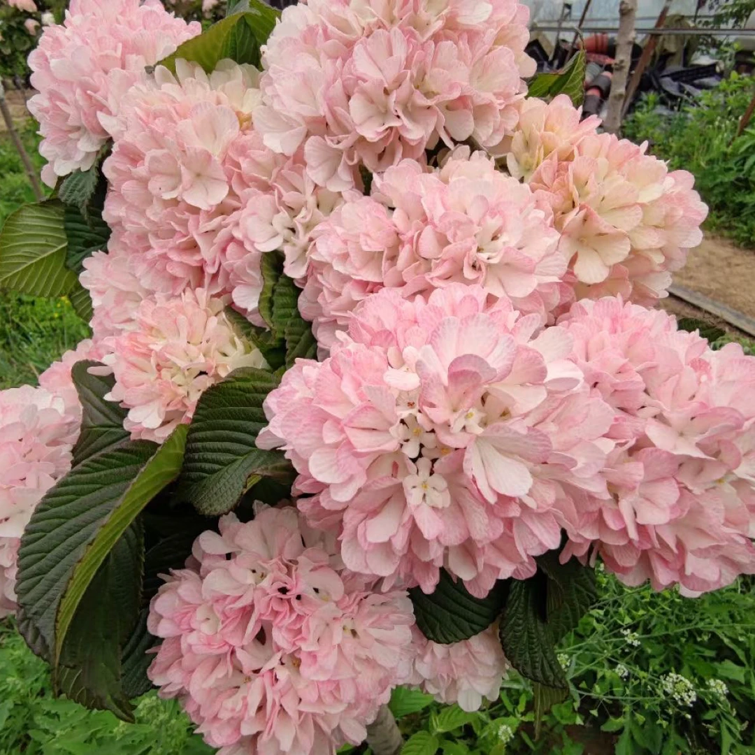 玫瑰达人粉色木本绣球 耐晒耐冻颜值高