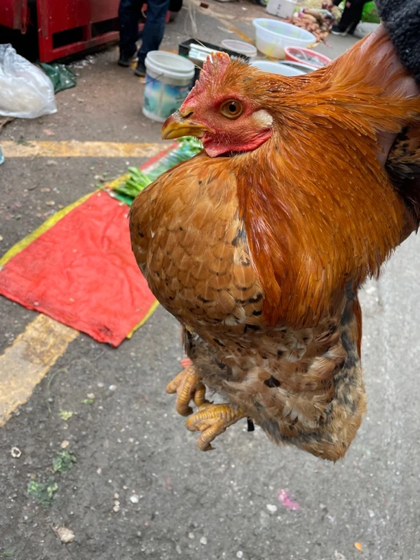 川渝阿彬赶集阉鸡改价链接