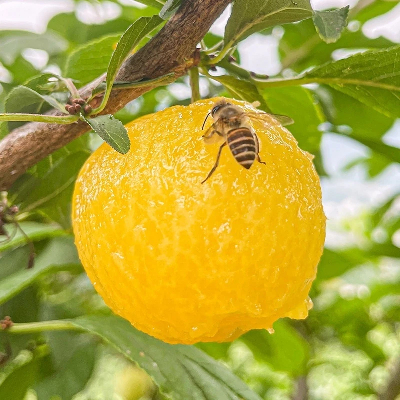 四川冰糖李黄金李现摘现发奈李李子桃花李甜蜜多汁孕妇水果应季A