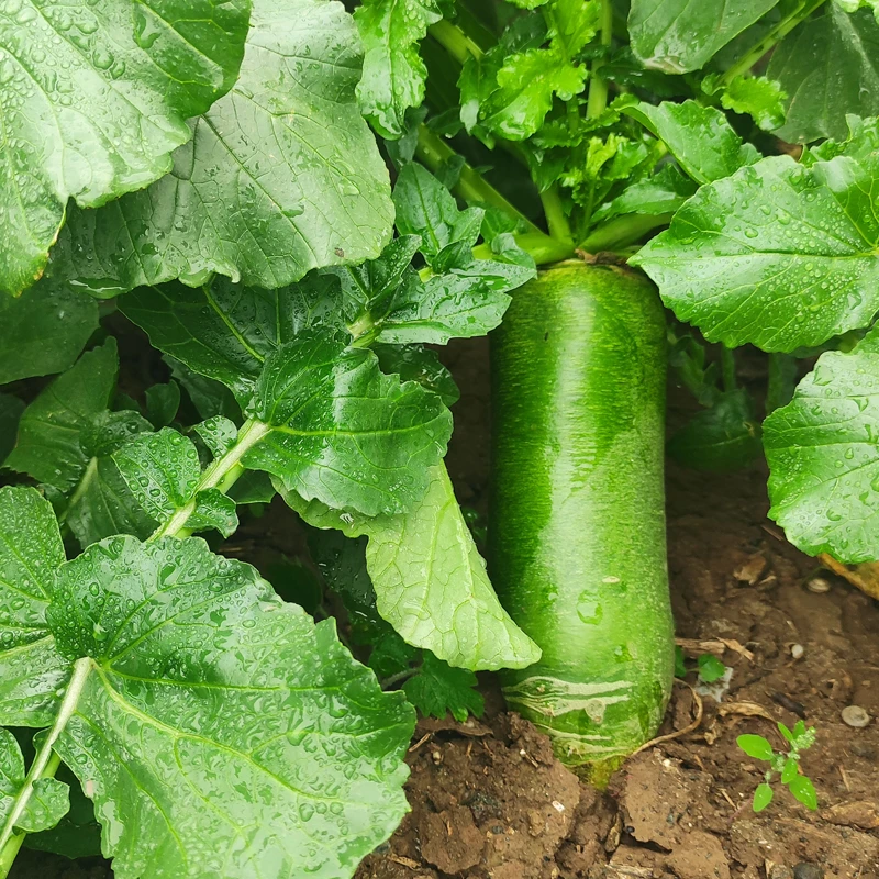 现拔水果萝卜新鲜甜脆水果型5斤青冰淇淋凤梨生吃正宗青绿萝卜