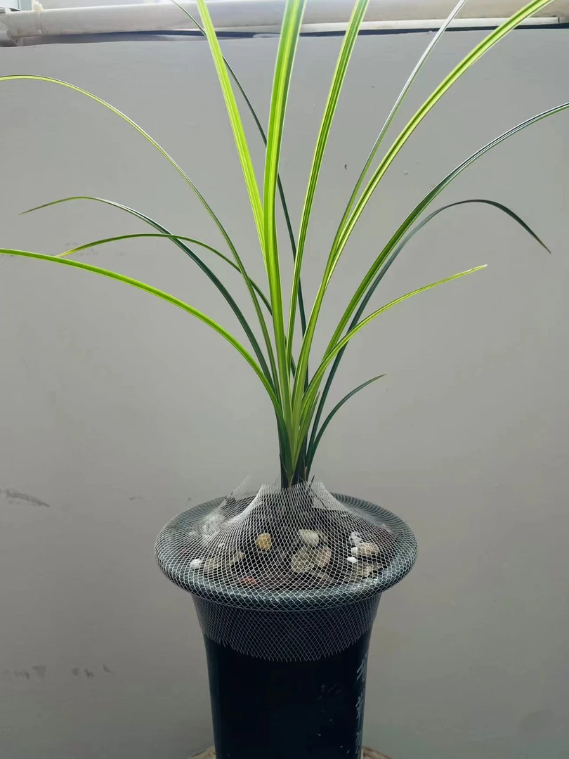 (直播拍花)龙头子母苗，图片仅供参考，直播间选花后下单，勿下单