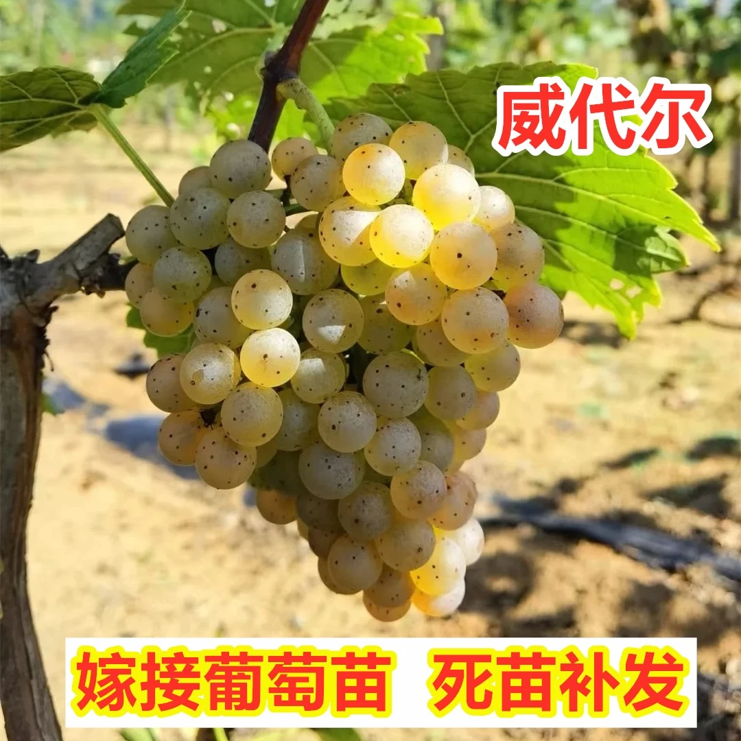 3年苗买一送一威代尔葡萄树苗晚熟酿酒葡萄树苗南北方盆栽地栽苗