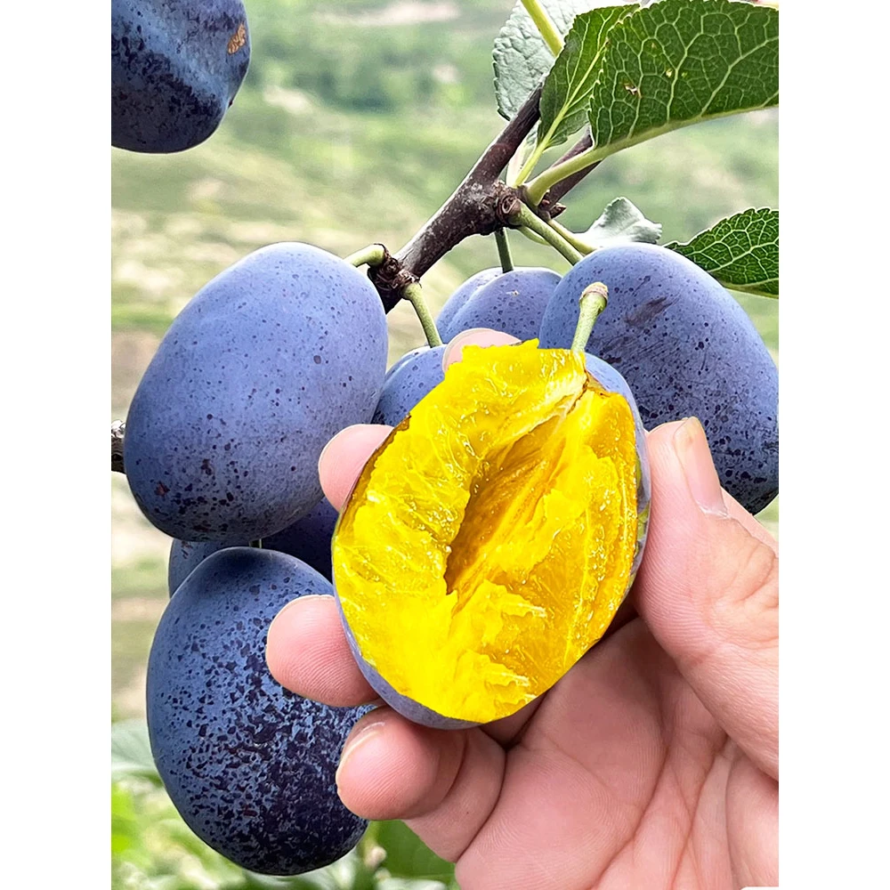 女神西梅李子树苗嫁接蓝蜜西梅树苗南北方种植盆栽地栽苗买一送一