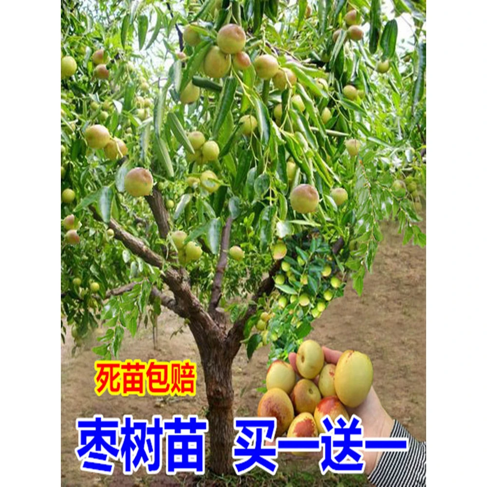 枣树活苗特大冬枣苗嫁接葫芦枣树苗南北方庭院种植 3年苗买一送一