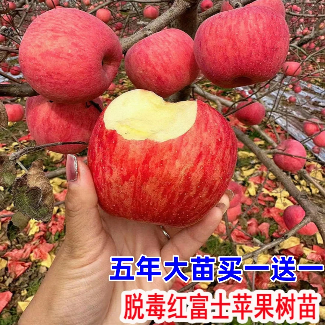 苹果树树苗冰糖心苹果树苗嫁接红富士苹果树苗盆栽地栽南北方种植