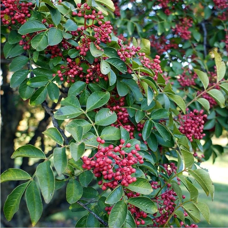 大红袍花椒四川麻椒树苗九叶青花椒南北方种植盆栽地栽苗