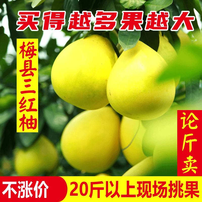 【10斤】包邮正宗梅州蜜柚红心柚梅县三红柚子应季水果新鲜采摘