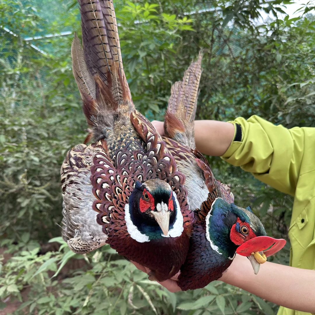 两只公鸡  户外散养七彩山鸡  顺丰包邮到家