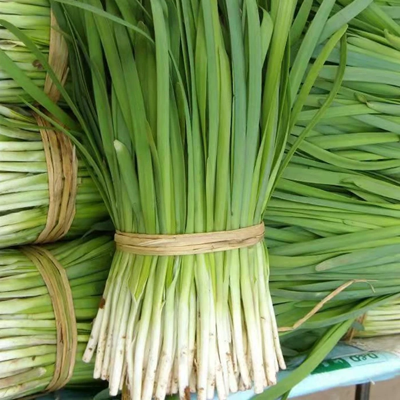 白根韭菜种子盆栽室内四季水培韭菜籽种阳台专用蔬菜种子种植简单