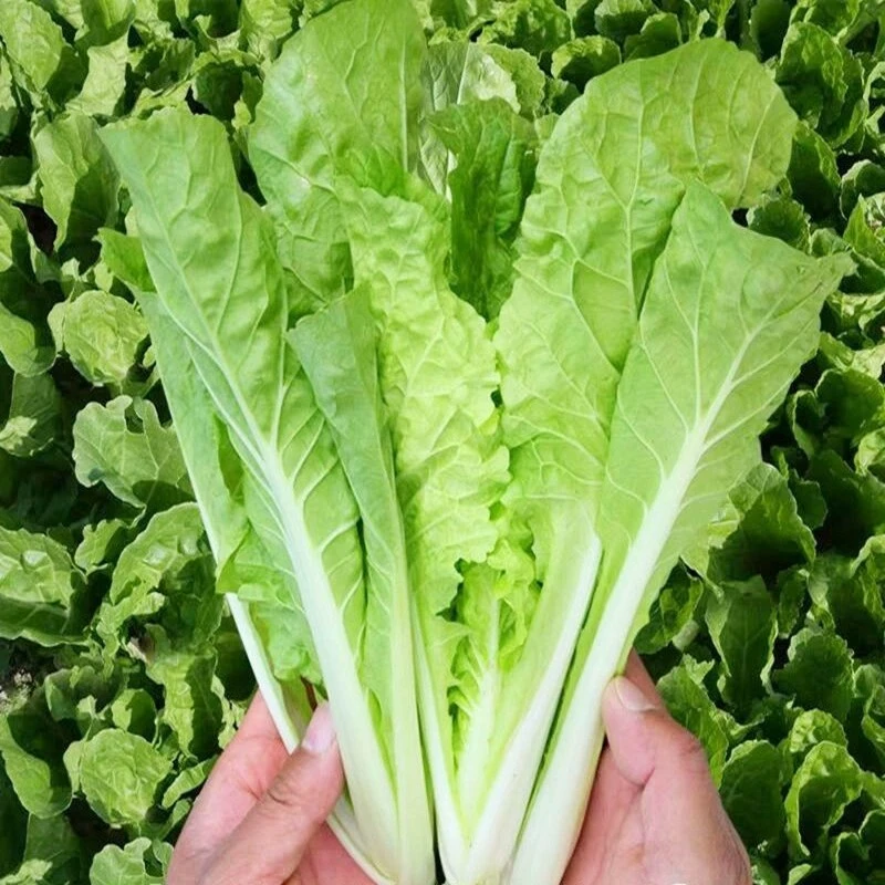 四季鸡毛菜小白菜种子四季耐寒耐热小青菜种子阳台小院大田种植