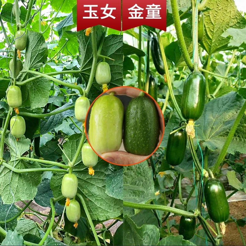 金童玉女迷你水果黄瓜种子无刺拇指四季农家庭院爬藤蔬菜孑黄瓜籽